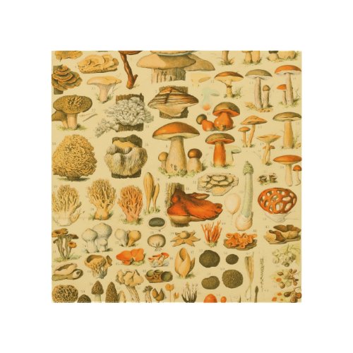 Mushroom Vintage Toadstool Antique Illustration Wood Wall Art