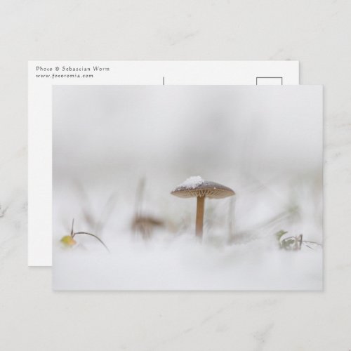 Mushroom Winter Nature Photo Postcard