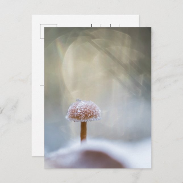 Mushroom Winter Photo Holiday Postcard (Front/Back)