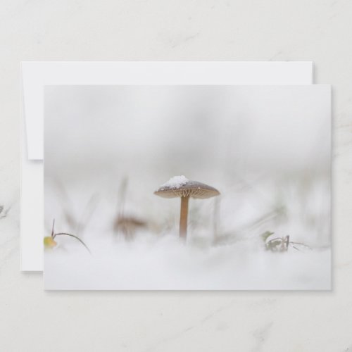 Mushroom with Snow Winter Nature Photograph Card