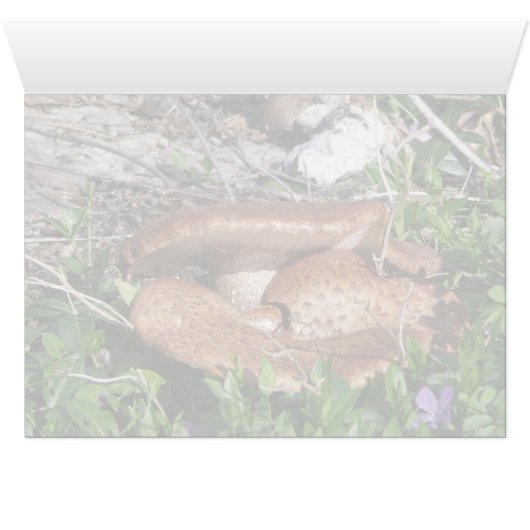 Mushrooms (Inside Horizontal (Bottom))