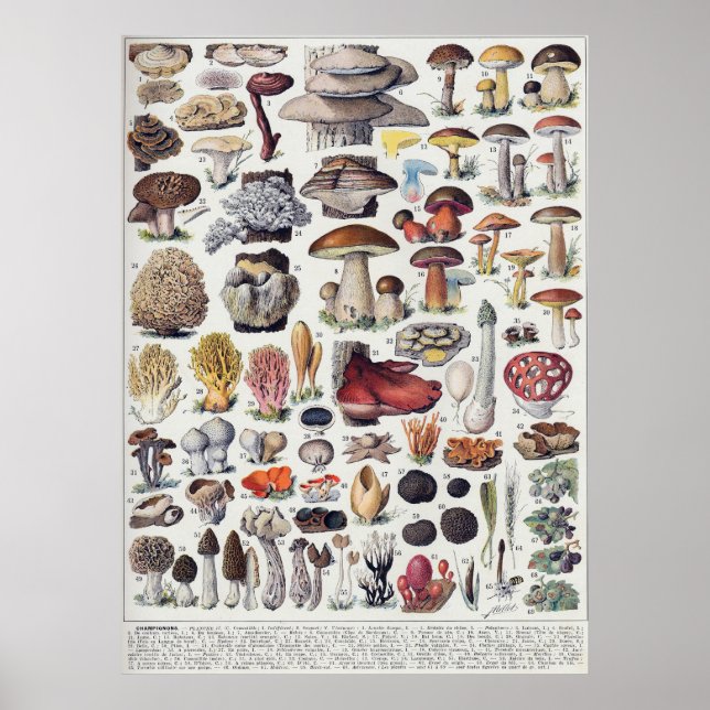 Mushrooms 2 poster (Front)