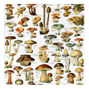 MUSHROOMS 4   ACRYLIC PRINT