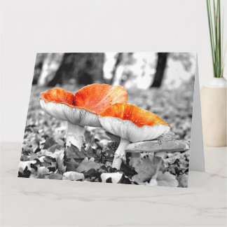 Mushrooms Adelaide Hills Giant Art Card