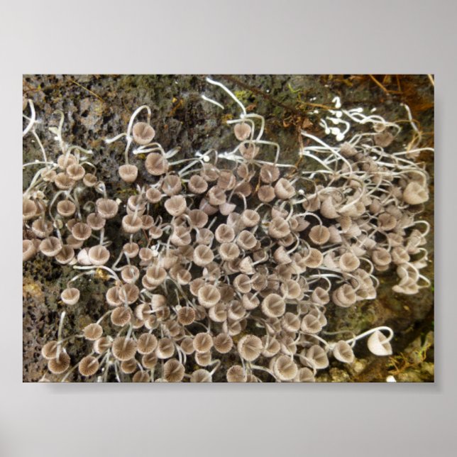 MUSHROOMS BIG ISLAND HAWAII POSTER (Front)