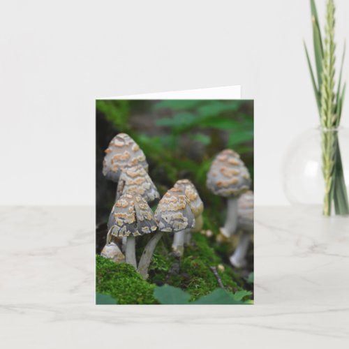 Mushrooms blank notecard