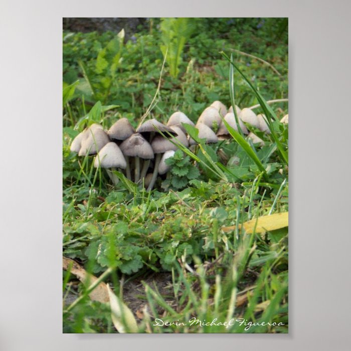 Mushrooms by Devin Michael Figueroa Posters