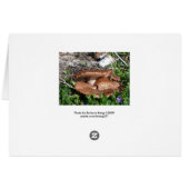 Mushrooms Cards (Back Horizontal)