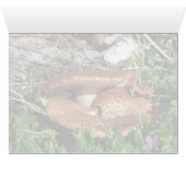 Mushrooms Cards (Inside Horizontal (Bottom))