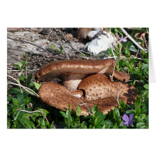Mushrooms Cards (Front Horizontal)