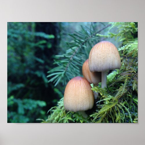 Mushrooms in Pacific Northwest Poster