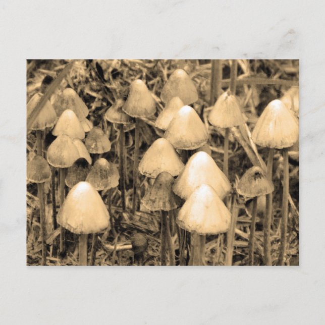 Mushrooms in Sepia Postcard (Front)