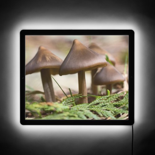 Mushrooms in the Forest  LED Sign