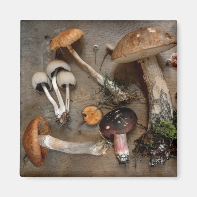 Mushrooms  Love Fungi Magnet (Front)