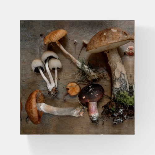 Mushrooms  Love Fungi Paperweight