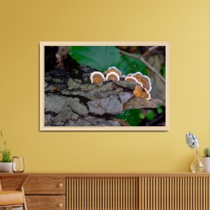 Mushrooms on a Fallen Log Framed Poster