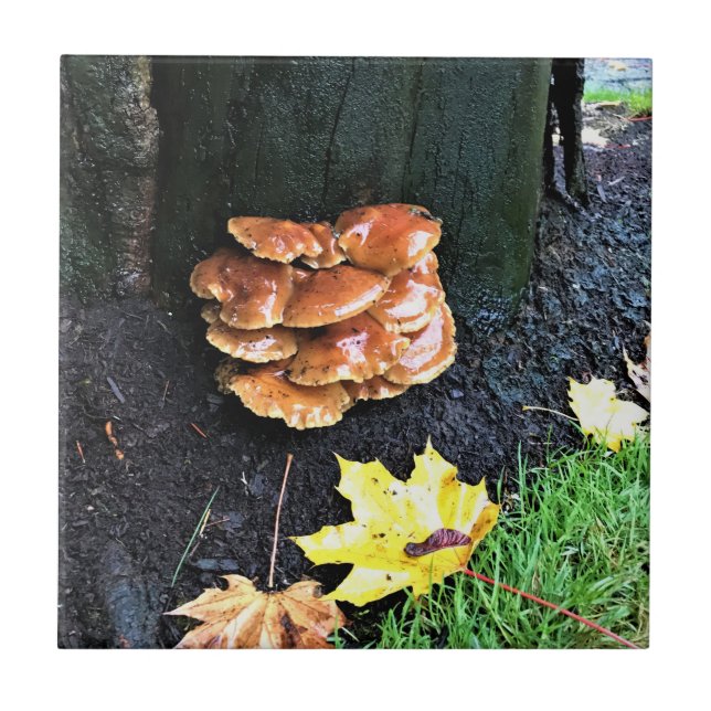 Mushrooms on a Tree, Oregon Ceramic Tile (Front)