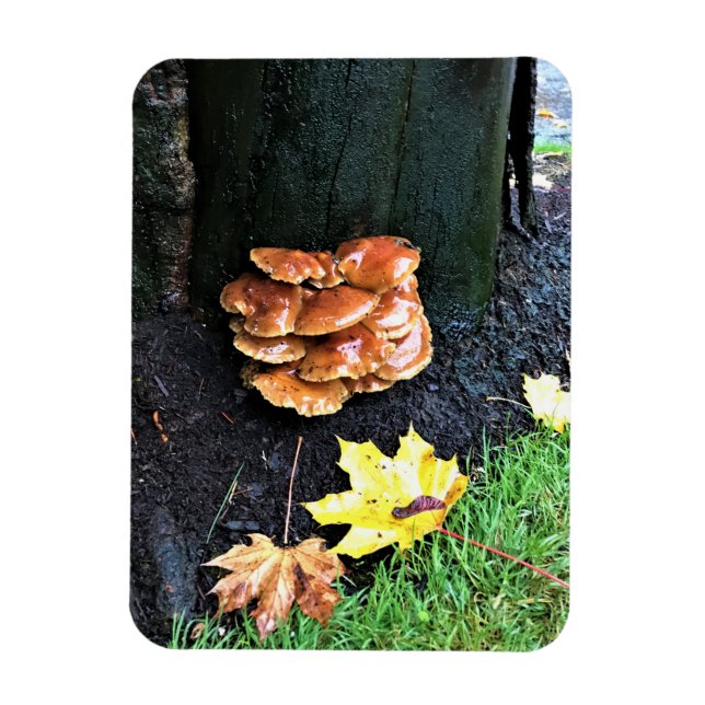 Mushrooms on a Tree, Oregon Magnet (Vertical)