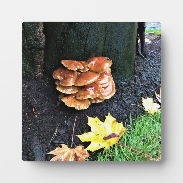 Mushrooms on a Tree, Oregon Plaque (Front)