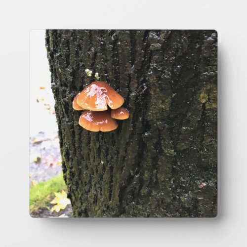 Mushrooms on a Tree Oregon Plaque