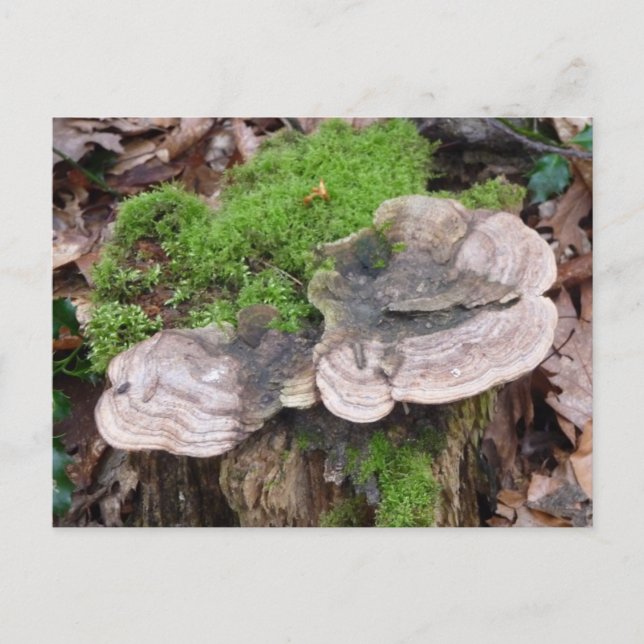Mushrooms on a tree trunk postcard (Front)