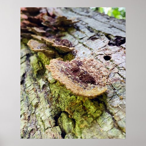 Mushrooms on Fallen Tree Poster