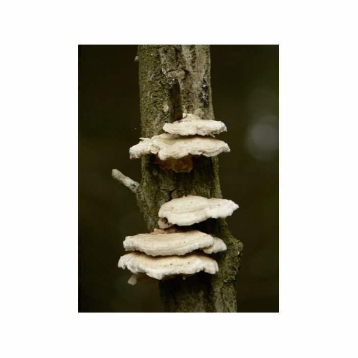 Mushrooms On Tree Cut Out