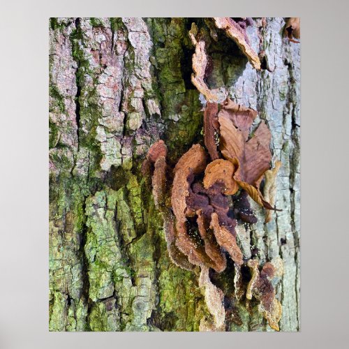 Mushrooms on Tree Trunk Poster