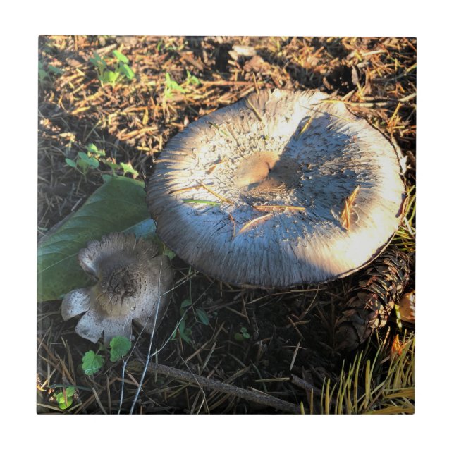 Mushrooms, Oregon Ceramic Tile (Front)