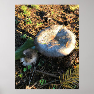 Mushrooms, Oregon Poster