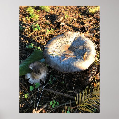 Mushrooms Oregon Poster