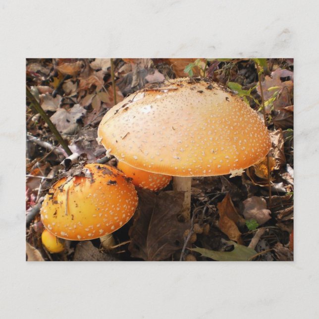 Mushrooms Postcard (Front)