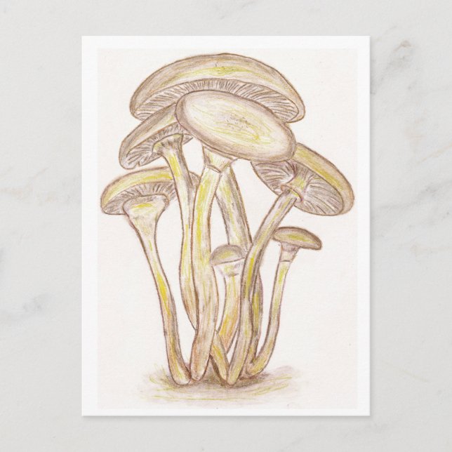 Mushrooms Postcard (Front)