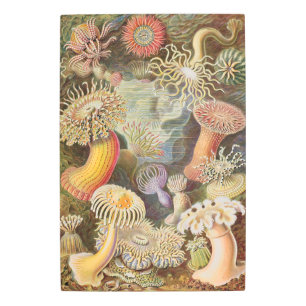 Mushrooms -Psychedelic Metal Print