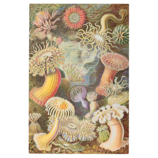 Mushrooms -Psychedelic Metal Print