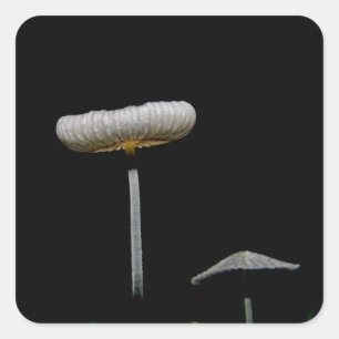 Mushrooms Square Sticker