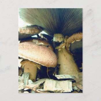 Mushrooms Underneath Photos Postcard by saradaboru at Zazzle