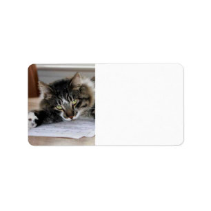 Musical Cat Address Labels