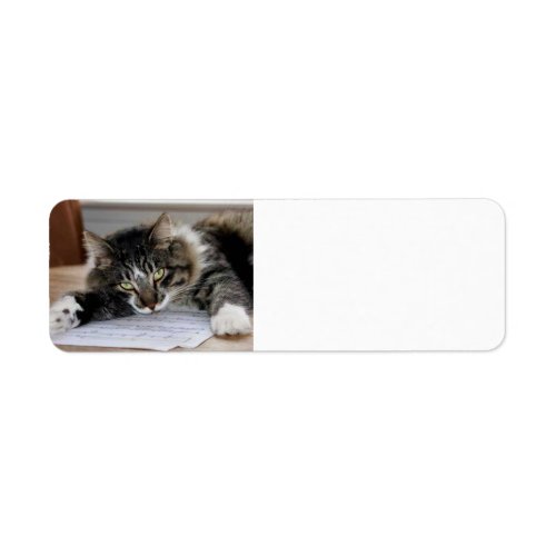 Musical Cat Return Address Labels