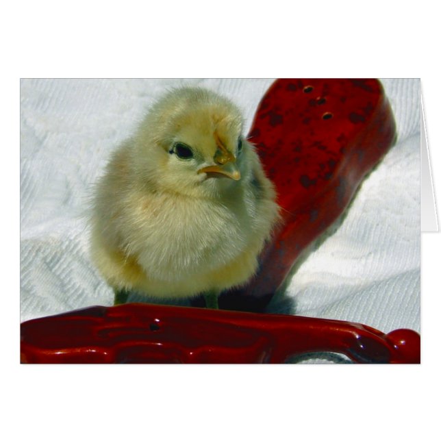 Musical Chick Cards (Front Horizontal)