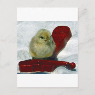 Musical Chick Postcard