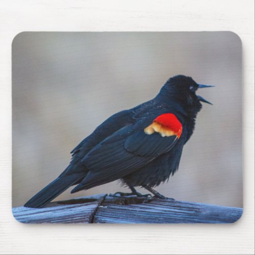 Musical Redwing Blackbird in a Marsh  Mouse Pad