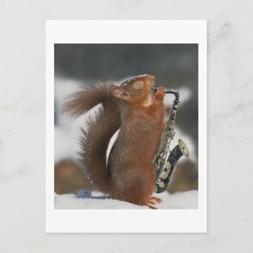 Musical Squirrel Post card