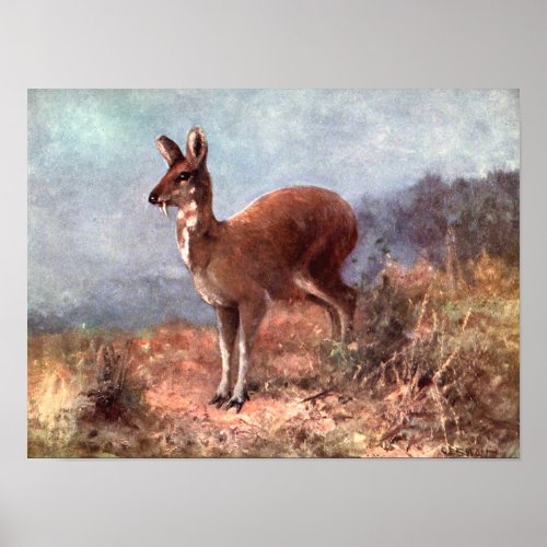 Musk Deer by CE Swan Vintage Wild Animals Poster