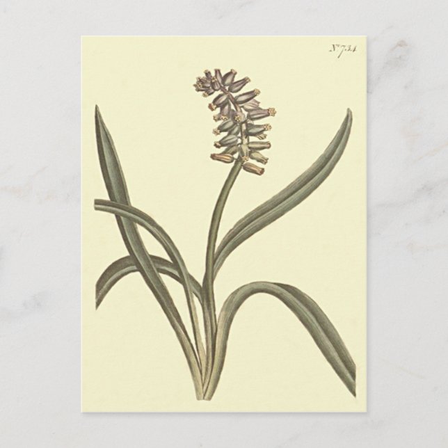 Musk Grape Hyacinth Botanical Illustration Postcard (Front)