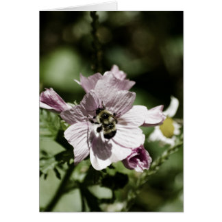 Musk in the Afternoon Card