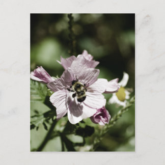 Musk in the Afternoon Postcard