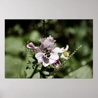 Musk in the Afternoon Print