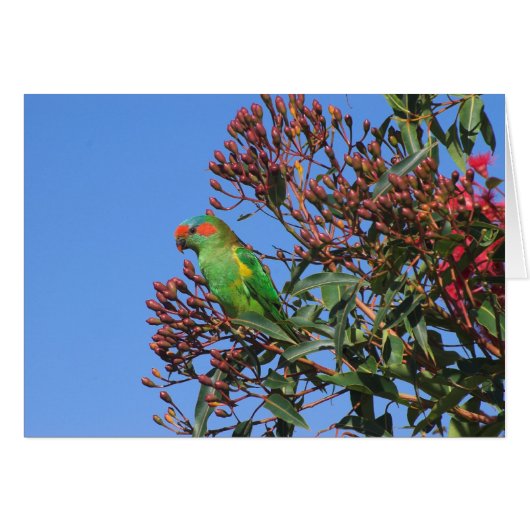 Musk Lorikeet Cards (Front Horizontal)