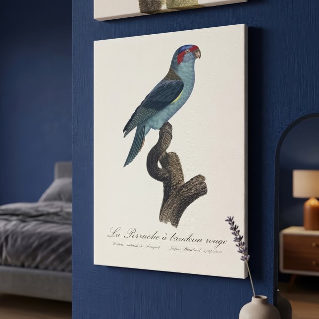 Musk Lorikeet, Trichoglossus Concinnus Canvas Print (Musk Lorikeet, Trichoglossus Concinnus. Canvas Print)